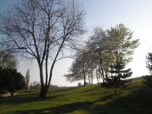 a group of trees on a grassy hill at Domaine du Moulin de l'Etang in Châtillon-sur-Marne