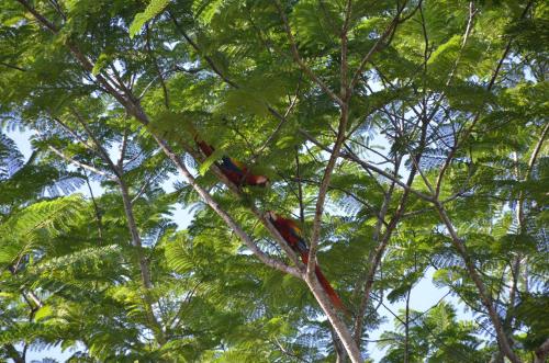 a tree with green leaves and red birds in it at Dream Site near Punta Leona in Jacó