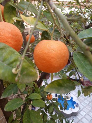 an orange tree with three oranges hanging from it at Riad Letchina in Fès
