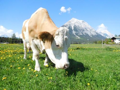 a cow grazing in a field with a mountain in the background at Thoamlhof in Leutasch