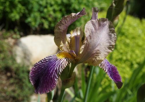a purple iris is growing in a garden at Logden Lodge in Nelson