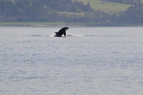 a whale in the water on a body of water at The Wee Ludging Cottage, Rashfield, by Dunoon in Dunoon