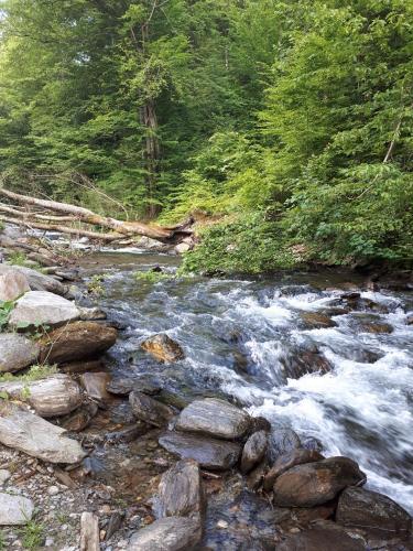 a stream of water with rocks and trees at Pensiunea Flora in Cîrţişoara