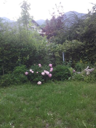 a garden with pink roses in the grass at Ferienwohnung Karin Humer in Bad Ischl