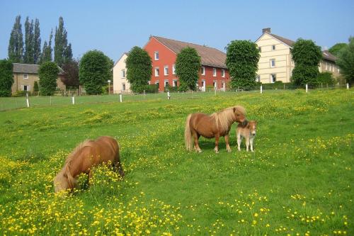 two horses and a dog in a field of flowers at Bungalowpark Landsrade in Gulpen