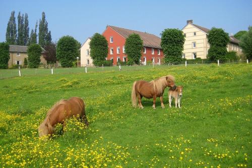 two horses and a dog in a field of flowers at Bungalowpark Landsrade in Gulpen
