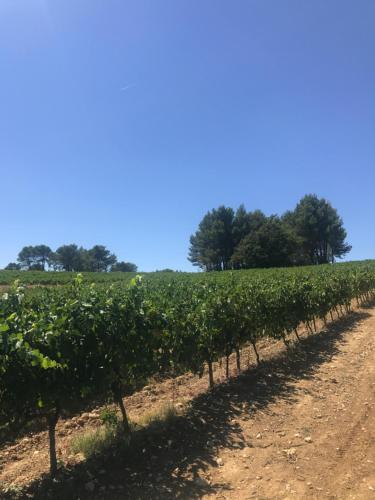 Fotografie z fotogalerie ubytování Bastide Bellugue Maison d'hôtes réseau Bienvenue à La Ferme à 3 minutes de Lourmarin v destinaci Cadenet