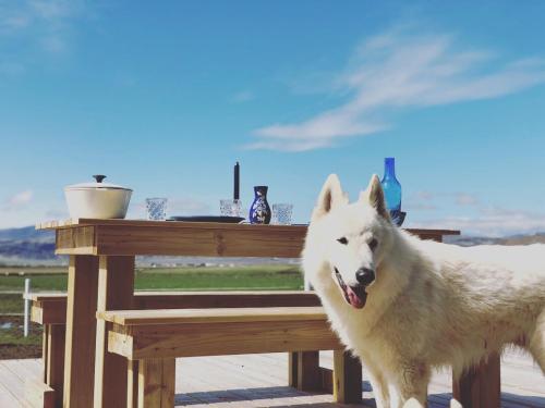 a white dog standing next to a picnic table at Akurgerði Guesthouse 8 - Country Life Style in Ölfus