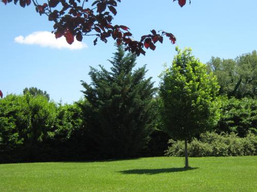 a tree in the middle of a grass field at B & B OASI in Rosciano