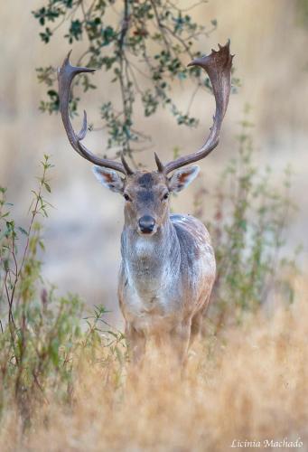 a deer with large antlers standing in a field at Herdade Do Sobroso Wine & Luxury Boutique Hotel in Pedrógão