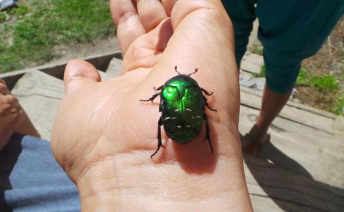 a green beetle sitting on a persons hand at Peak Mazeri Guest House in Mazeri
