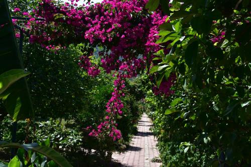 a pathway lined with pink flowers in a garden at Lemon Garden Lodge in Cıralı