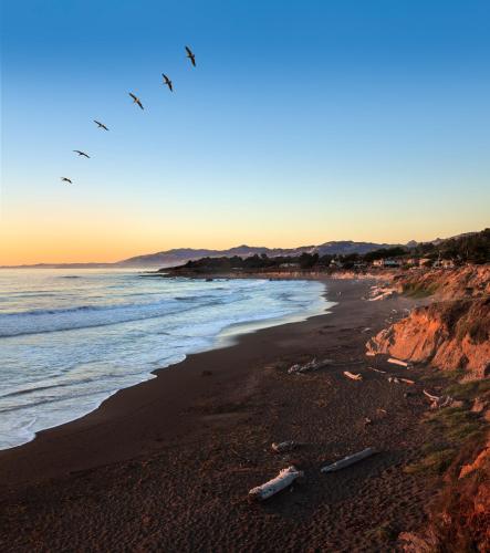 a beach with a flock of birds flying over the ocean at Sand Pebbles Inn in Cambria