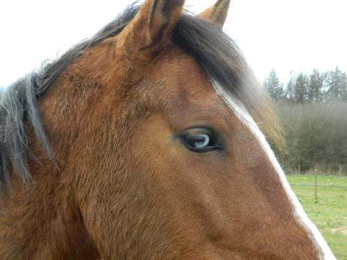 a close up of the head of a brown horse at Coachella in Lanouaille