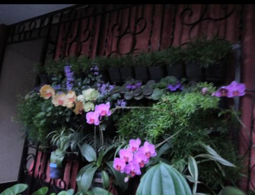 a bunch of flowers and plants on a wall at The Four Seasons in Kalpetta