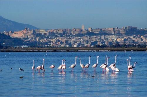 a flock of flamingos standing in the water at B&B Gassa d'Amante in Capoterra