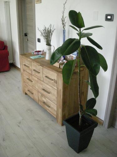 a plant in a pot next to a wooden dresser at B&B Il Crocevia in Teglio