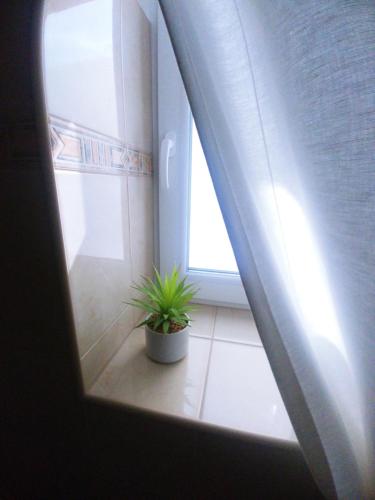 a potted plant sitting on a floor next to a window at Sarok Apartmanház in Makó
