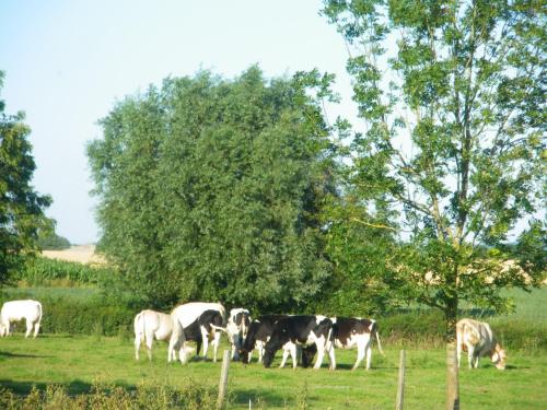 a herd of cows grazing in a field at La Vallée des Trois Monts in Saint-Sylvestre-Cappel