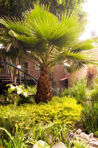 a palm tree in the middle of a garden at Suite 4A, Terraza, Garden House, Welcome to San Angel in Mexico City
