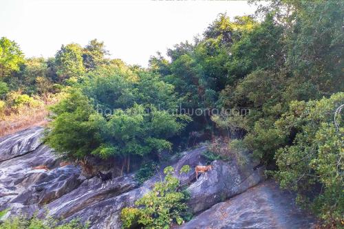 a group of animals on a rocky hill with trees at Hiep Tung homestay in Tân Hiệp