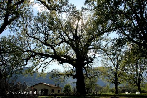 a large tree in front of a house at PATRICIA BED&BREAKFAST in Patrica