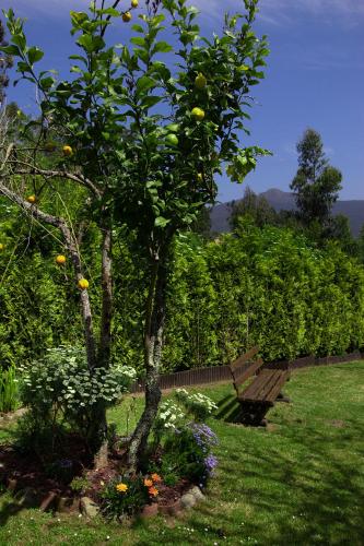 a bench next to a lemon tree in a garden at Paraíso Ortegal in Feás