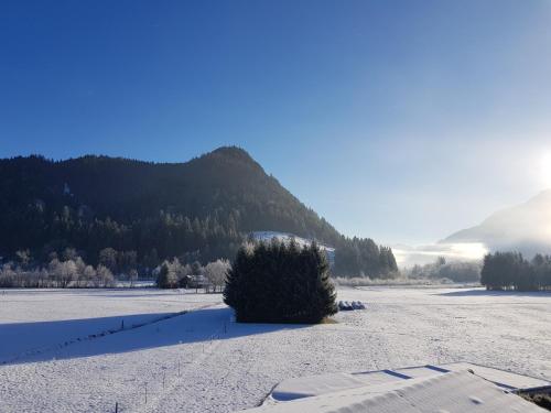 a christmas tree in a snow covered field with a mountain at Alpenlandhaus in Pfronten