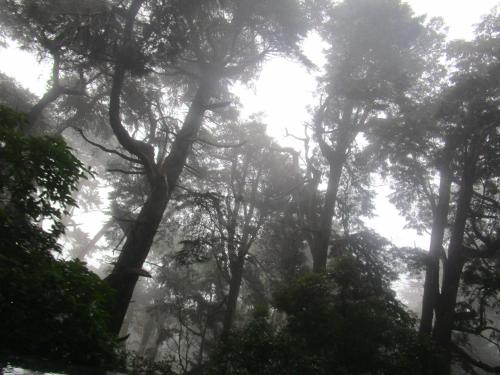 a misty forest of trees with a river in the background at Green Herbal Ayurvedic Eco-Lodge in Galle
