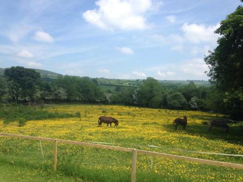 a group of horses grazing in a field of flowers at Carrigeen Glamping in Kilkenny