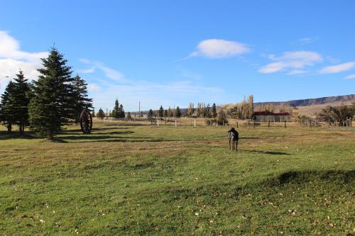 a horse standing in a field of grass at Hostería Pionero in Cerro Castillo