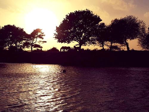 a sunset over a body of water with trees at Wildwood B&B in Lymington