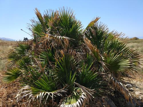 a group of palm trees in a field at BnB Sant'Alfonso in Agrigento