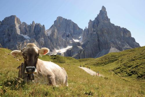 a cow standing in a field with mountains in the background at Sporting Aparthotel in San Martino di Castrozza