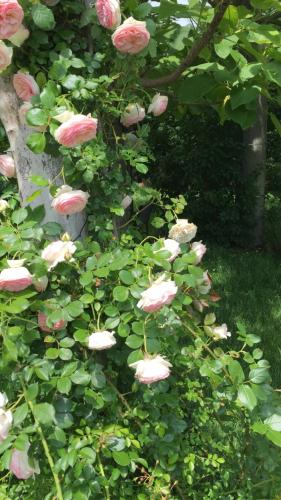 a bunch of pink roses growing on a bush at Fondo Giardinetto in San Cesario sul Panaro