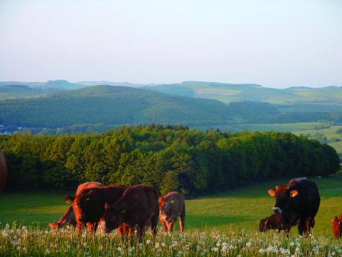 a group of cows grazing in a grassy field at Panorama Gasthof Stemler in Eulenbis