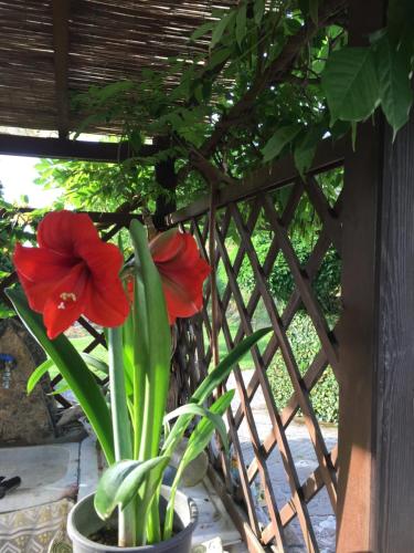 une fleur rouge dans un pot à côté d'une clôture dans l'établissement Il Ghiro B&B, à Riccò del Golfo di Spezia