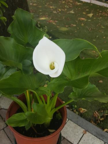 a white flower on a plant in a pot at B&B Anny in Porto Garibaldi