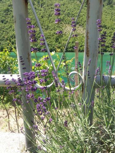 Κήπος έξω από το Kuća Lavanda
