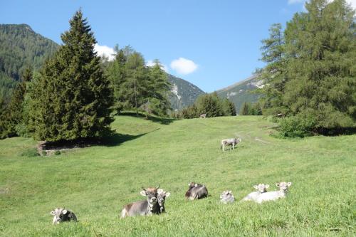 a herd of cows laying in a field of grass at Appartment Sattlerhof in Mutters