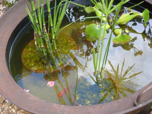 a pot filled with water with plants in it at Chambres d'hôtes Le Bas Rassinoux in Saint-Ouen-des-Alleux