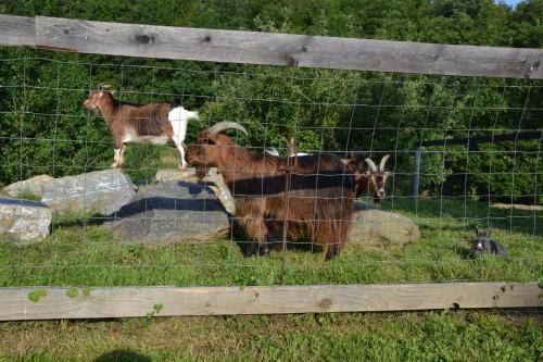 three goats are standing behind a wire fence at Gästehaus Waldblick in Loipersdorf bei Fürstenfeld