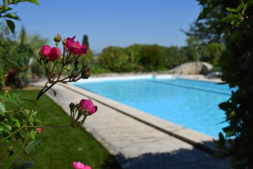 uma flor em frente a uma piscina em La Bastide Bleue em Séguret