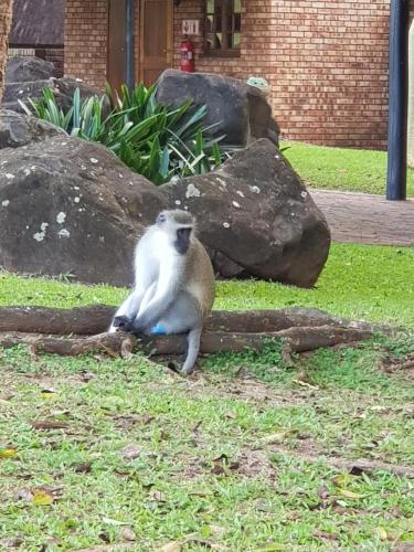 a monkey sitting on a log in the grass at Kruger Park Lodge Unit No. 277 in Hazyview