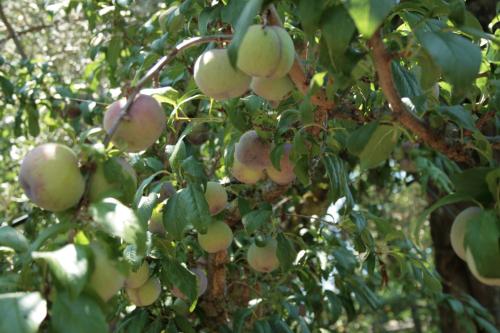 Imagen de la galería de La Gaggia Guest House, en Piano di Sorrento