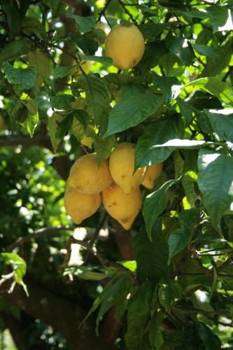 Imagen de la galería de La Gaggia Guest House, en Piano di Sorrento
