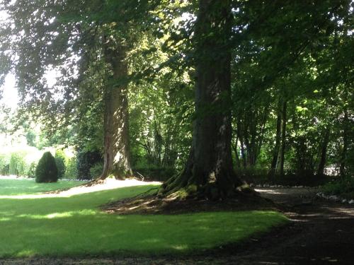 two trees in a field with green grass at Villa Adélaïde in Chimay