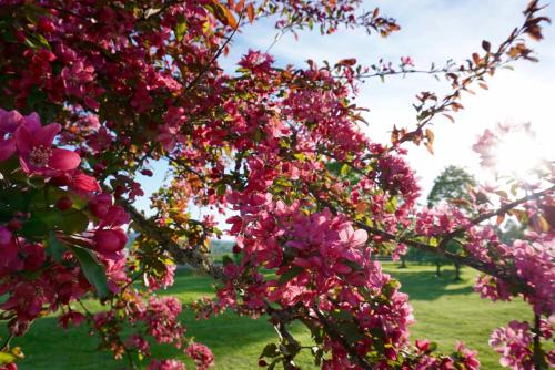 a tree with pink flowers in a park at Gylleby Vandrarhem in Sunne