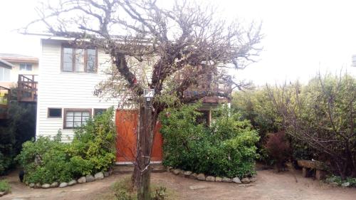 a tree in a yard in front of a house at Algarrobo Suites in Algarrobo