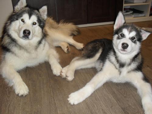 three husky dogs laying on the floor at Hôtel du Haut Koenigsbourg- entre vignes et château in Thannenkirch